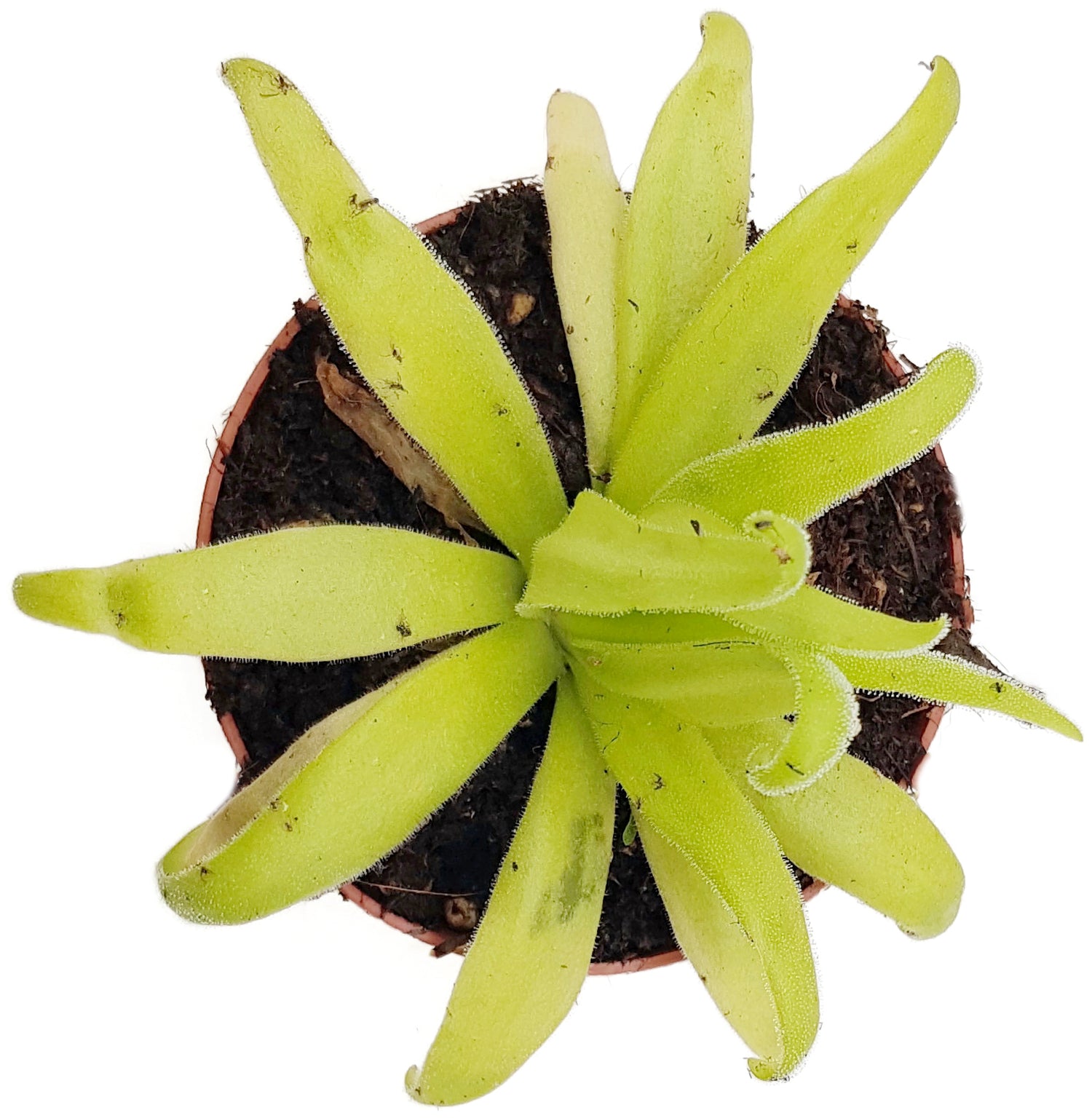 Pinguicula x &quot;Aphrodite&quot; (agnata x moctezumae)