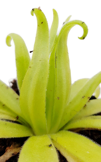 Pinguicula x &quot;Aphrodite&quot; (agnata x moctezumae)