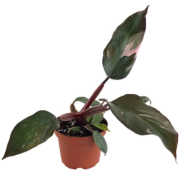 Philodendron Pink Princess