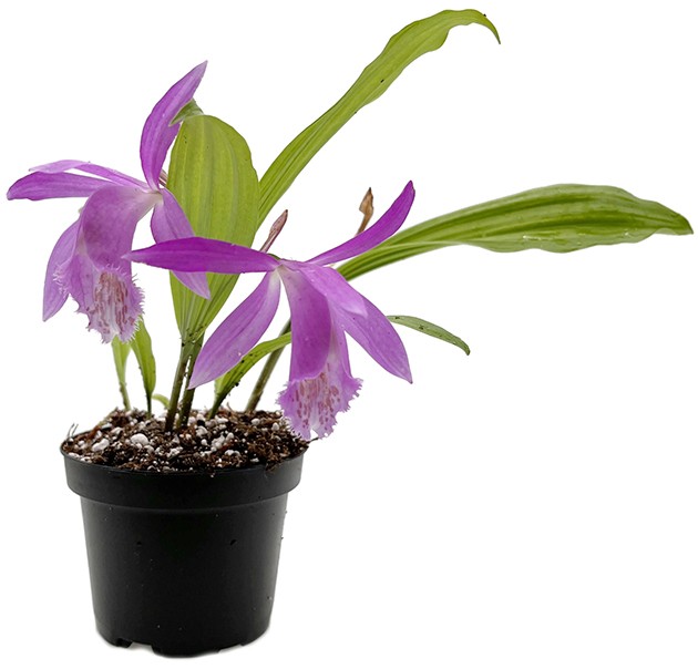 Pleione Hybriden Mix - bunte Hybriden der Tibetorchidee