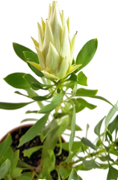 Protea &quot;White Crown&quot; - Federbusch