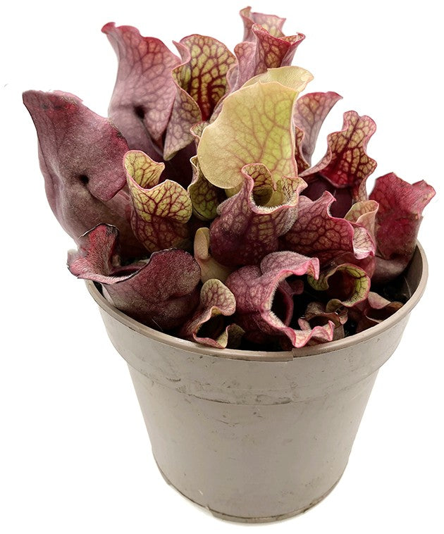 Sarracenia Purpurea ssp. Venosa - Sondergröße