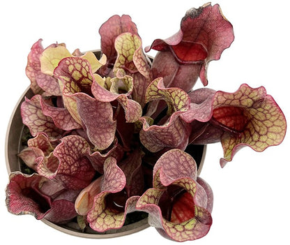 Sarracenia Purpurea ssp. Venosa - Sondergröße