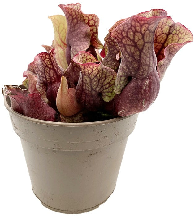 Sarracenia Purpurea ssp. Venosa - Sondergröße