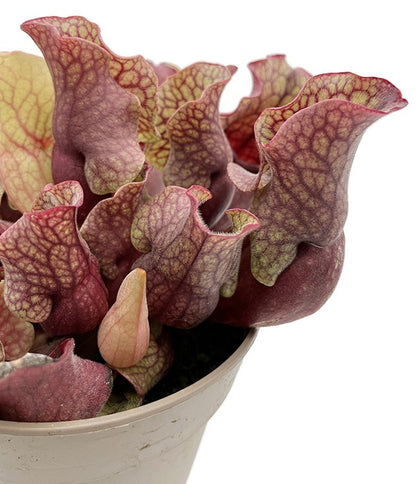 Sarracenia Purpurea ssp. Venosa - Sondergröße