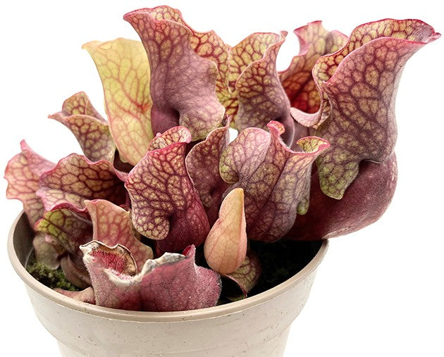 Sarracenia Purpurea ssp. Venosa - Sondergröße