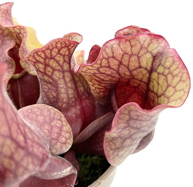 Sarracenia Purpurea ssp. Venosa - Sondergröße