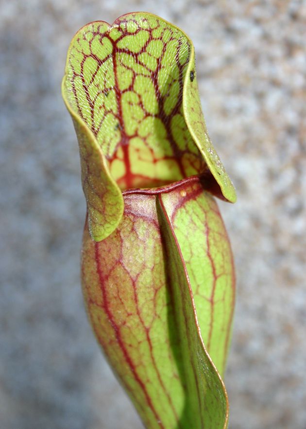 Sarracenia Purpurea ssp. Purpurea