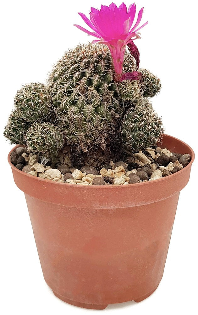 Rebutia canigueralii - Kaktus