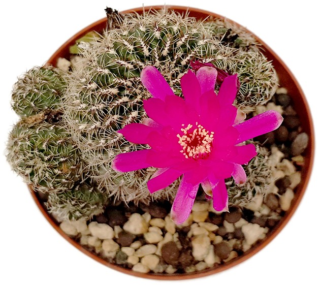 Rebutia canigueralii - Kaktus