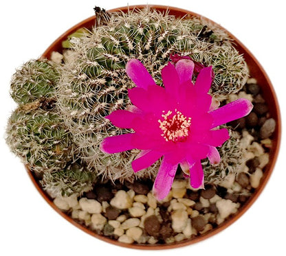 Rebutia canigueralii - Kaktus