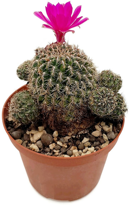 Rebutia canigueralii - Kaktus