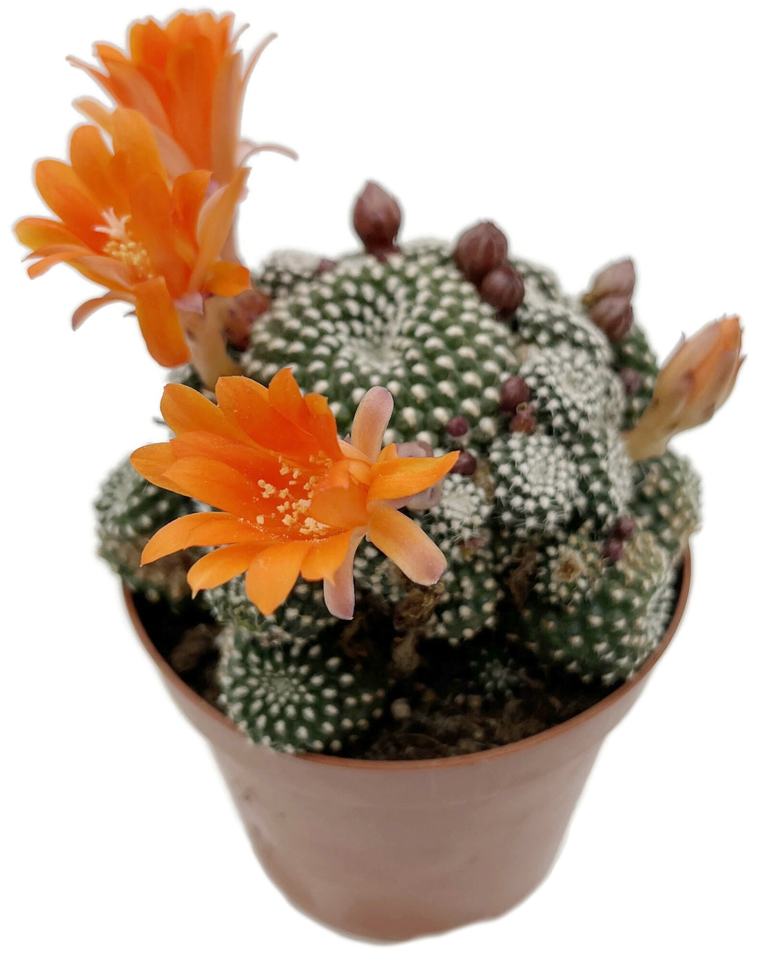 Rebutia krainziana - Kranzkaktus