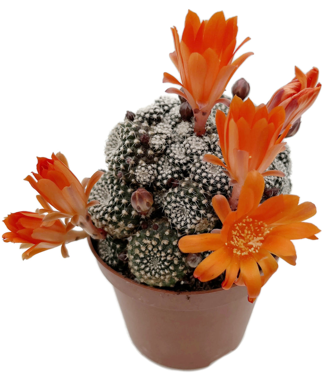 Rebutia krainziana - Kranzkaktus