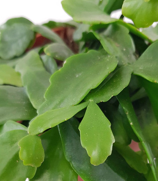 Rhipsalis &quot;crispata&quot; - Peitschenkaktus