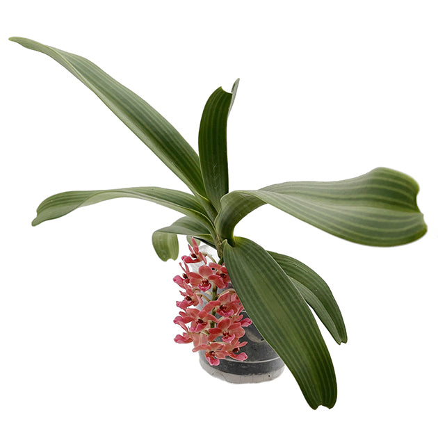 Rhynchostylis gigantea aromatique evoke - duftende Orchidee