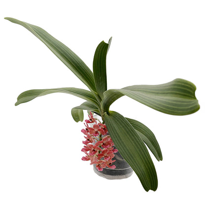 Rhynchostylis gigantea aromatique evoke - duftende Orchidee