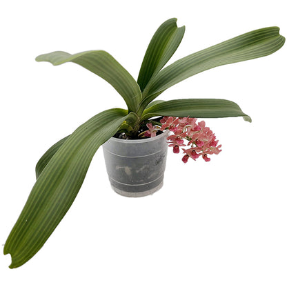 Rhynchostylis gigantea aromatique evoke - duftende Orchidee