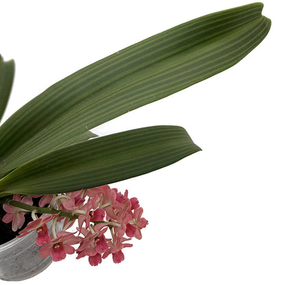 Rhynchostylis gigantea aromatique evoke - duftende Orchidee
