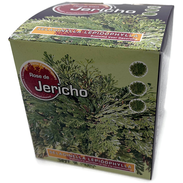 Rose von Jericho - Selaginella lepidophylla - Geschenkbox