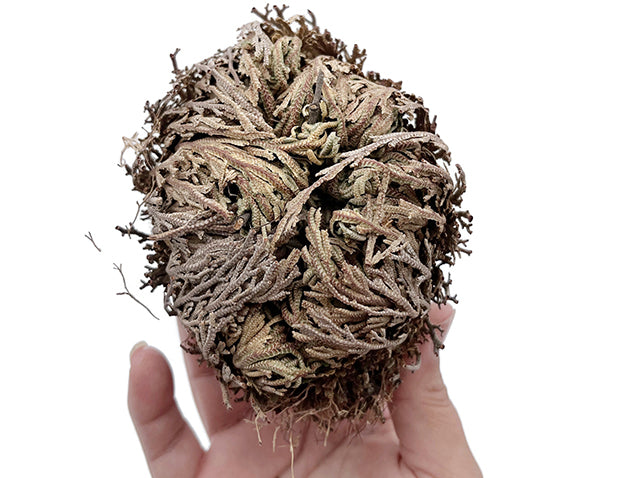Rose von Jericho - Selaginella lepidophylla - Geschenkbox