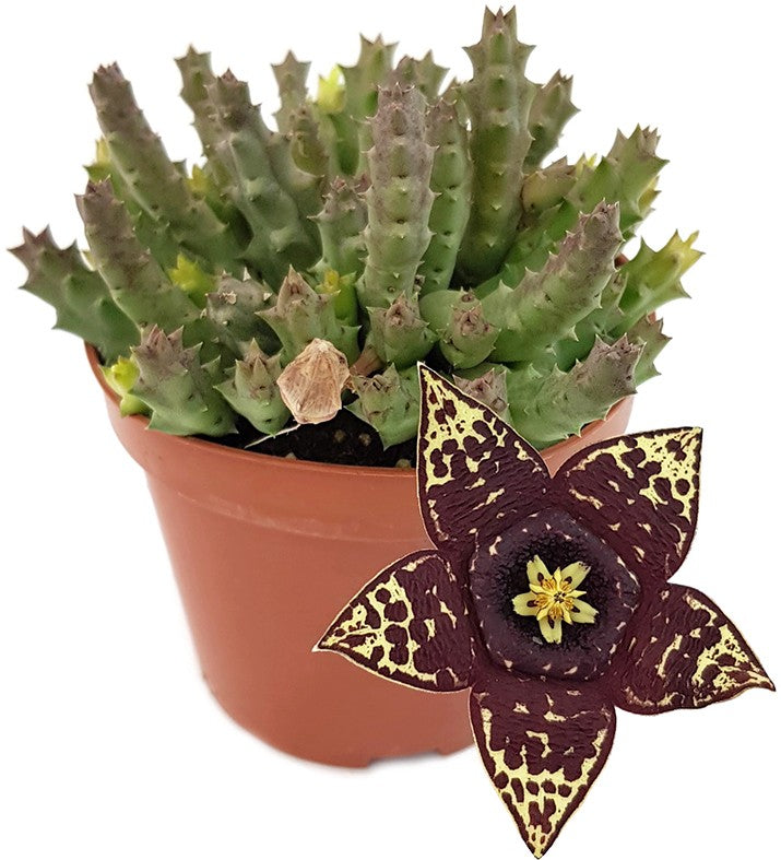 Stapelia variegata - groß blühende Aasblume