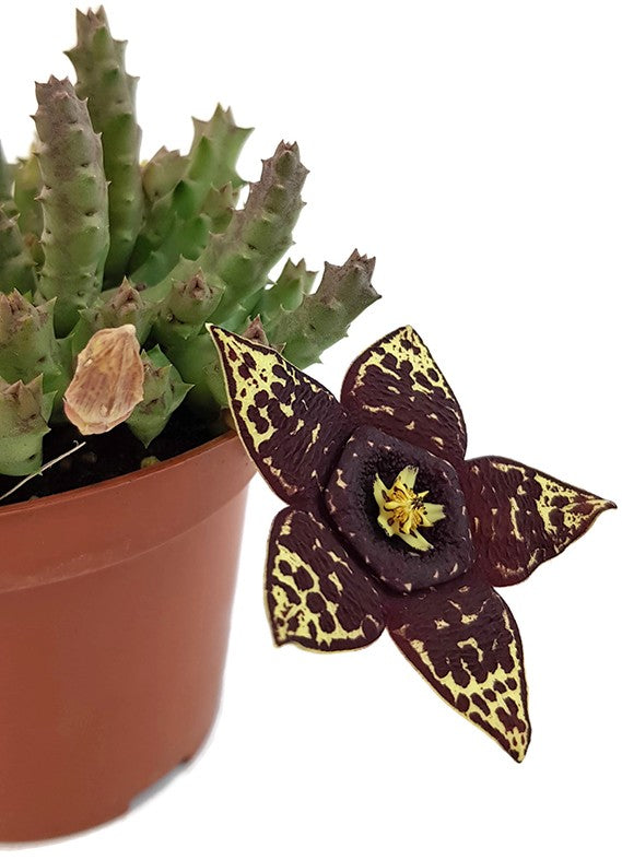 Stapelia variegata - groß blühende Aasblume