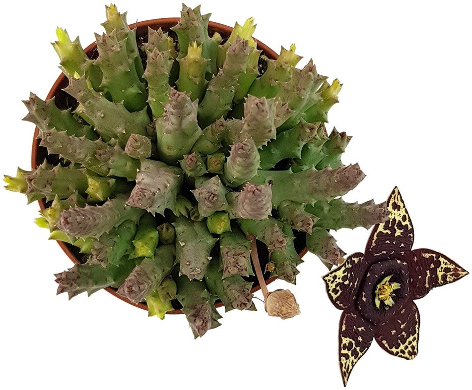 Stapelia variegata - groß blühende Aasblume