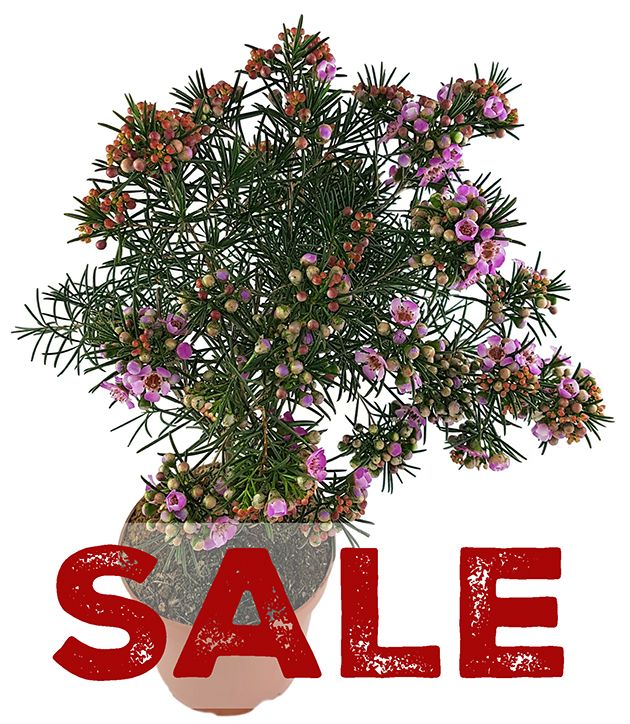 Chamelaucium uncinatum - SALE ohne Blüten