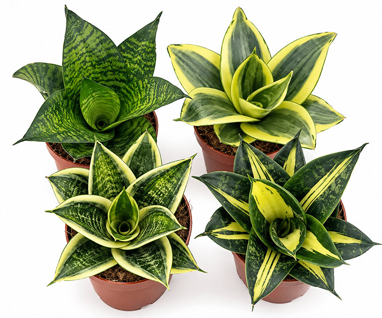 Sanseveria hahnii - Bogenhanf Quartett