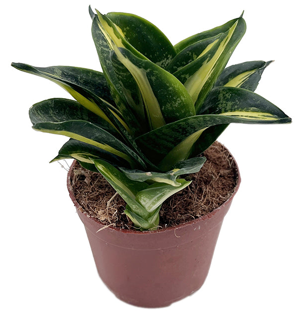 Sansevieria hahnii "Spiral Star" - bunter gebogener Bogenhanf