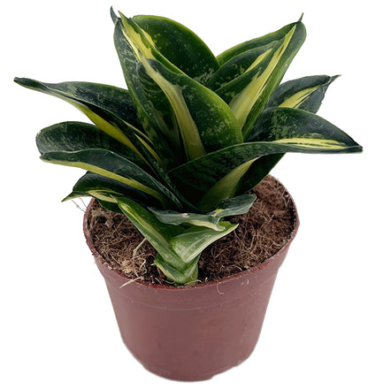 Sansevieria hahnii "Spiral Star" - bunter gebogener Bogenhanf