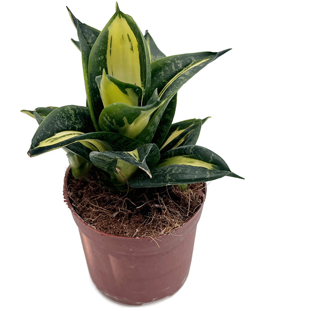 Sansevieria hahnii "Spiral Star" - bunter gebogener Bogenhanf