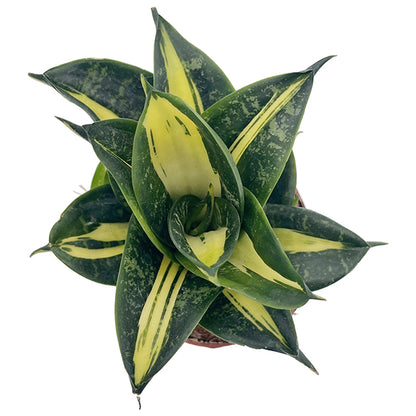 Sansevieria hahnii "Spiral Star" - bunter gebogener Bogenhanf