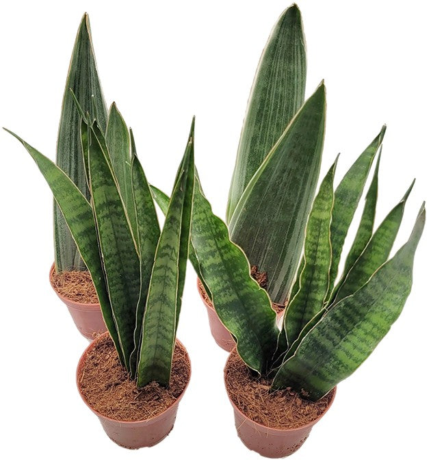 Sansevieria 4er Set - Bogenhanf