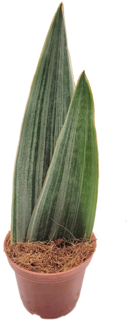 Sansevieria 4er Set - Bogenhanf