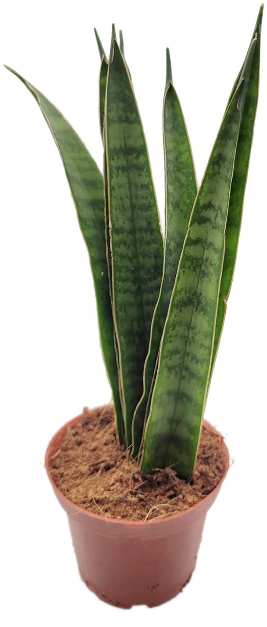 Sansevieria 4er Set - Bogenhanf