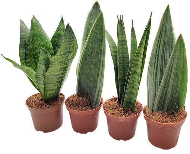 Sansevieria 4er Set - Bogenhanf