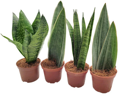 Sansevieria 4er Set - Bogenhanf