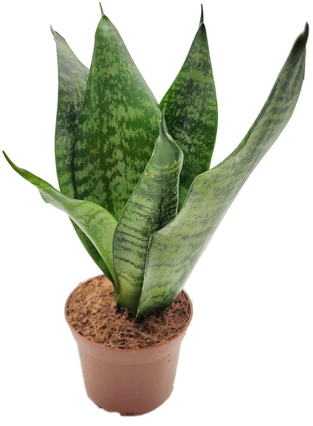 Sansevieria 4er Set - Bogenhanf