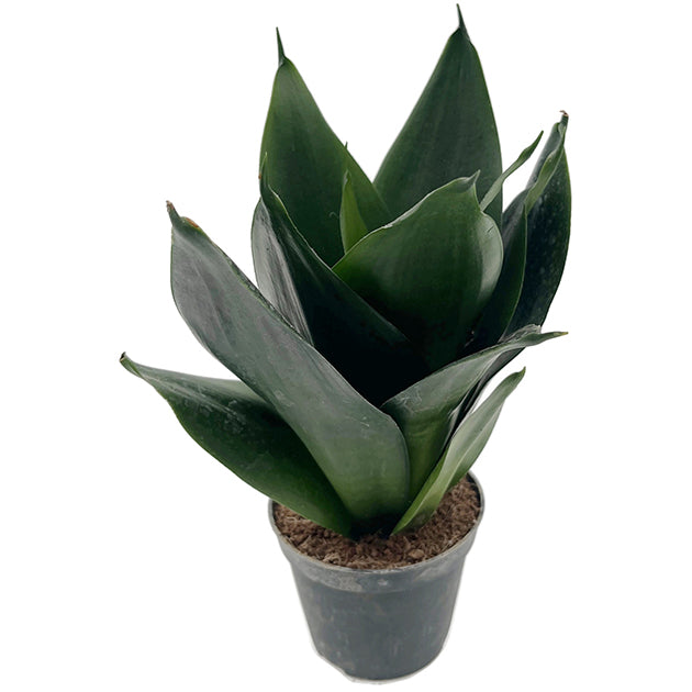 Sansevieria"Black Dragon" - dunkle Sansevieria