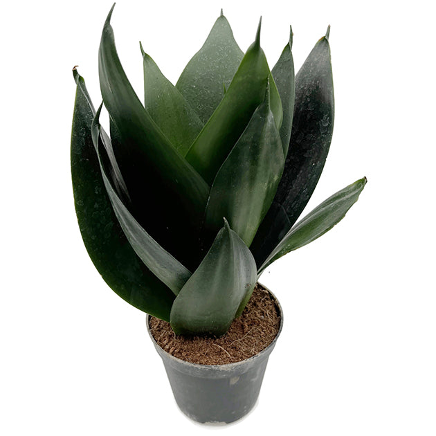 Sansevieria"Black Dragon" - dunkle Sansevieria