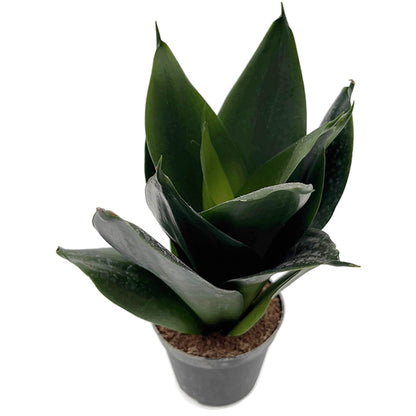 Sansevieria"Black Dragon" - dunkle Sansevieria