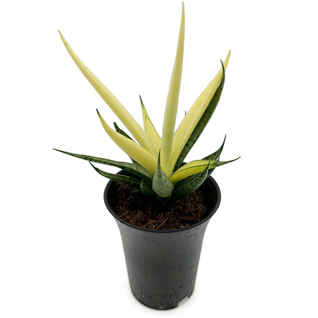 Sansevieria ‘Comet Chrysanta Lemon’ - limonengelbe Sansevierie