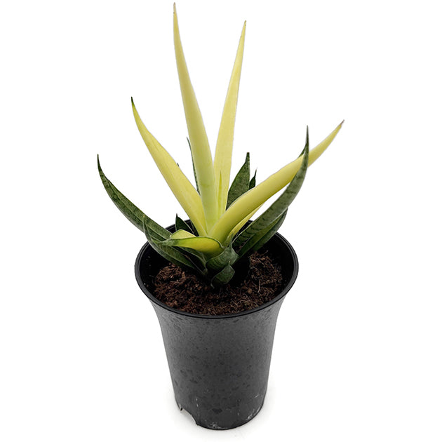 Sansevieria ‘Comet Chrysanta Lemon’ - limonengelbe Sansevierie