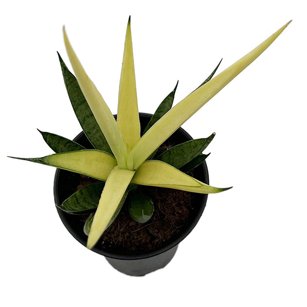 Sansevieria ‘Comet Chrysanta Lemon’ - limonengelbe Sansevierie