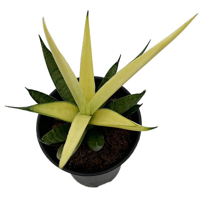 Sansevieria ‘Comet Chrysanta Lemon’ - limonengelbe Sansevierie