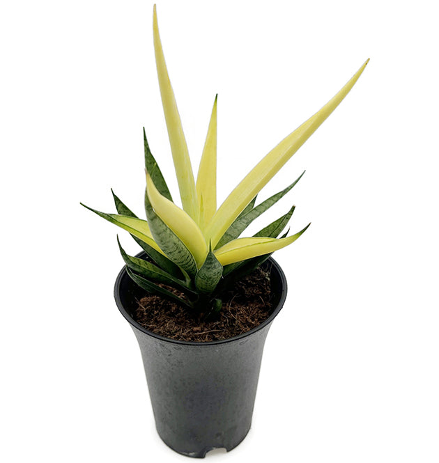 Sansevieria ‘Comet Chrysanta Lemon’ - limonengelbe Sansevierie