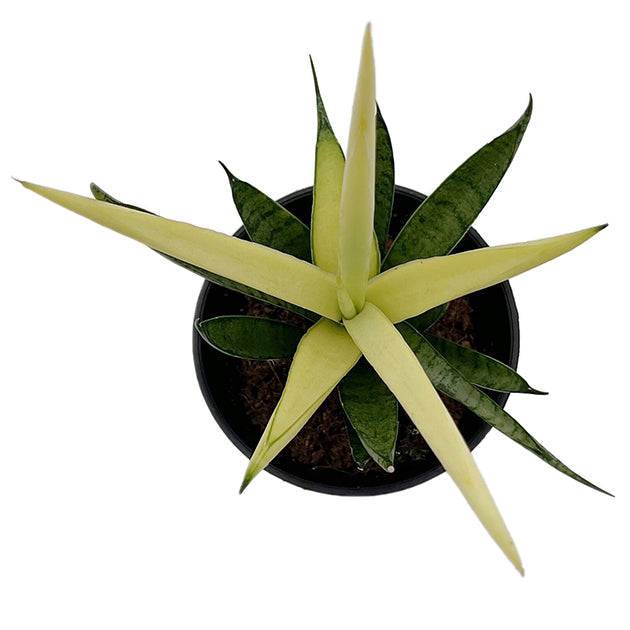 Sansevieria ‘Comet Chrysanta Lemon’ - limonengelbe Sansevierie