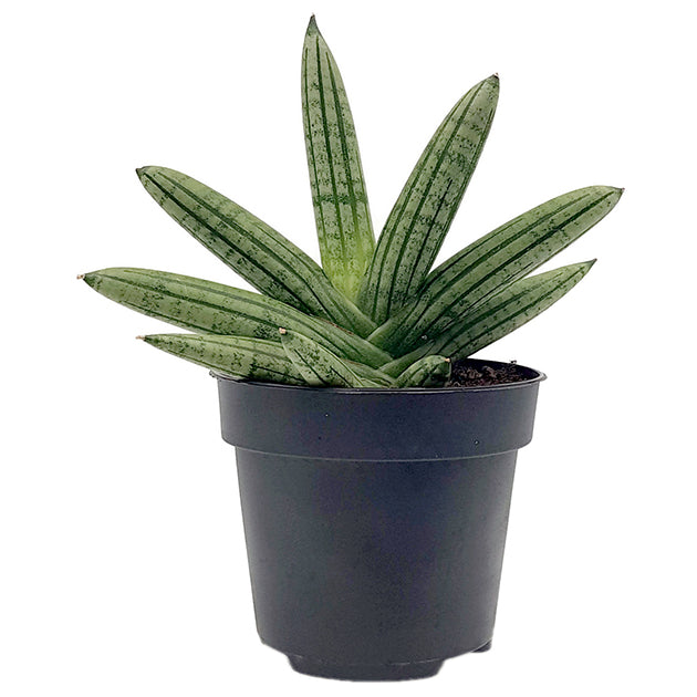 Sansevieria &